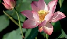 描写荷花的一段话