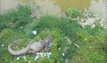 游光明农场作文