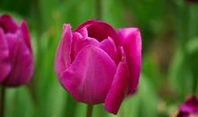 描写郁金香的好段