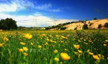 描写风景的一段话