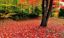 描写枫叶的好段