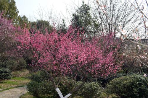 鲍钊：梅花和中庭中的许多树木