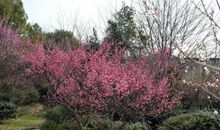 鲍照：梅花落·中庭杂树多