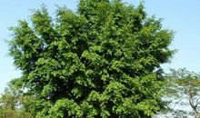 描写榕树的句子