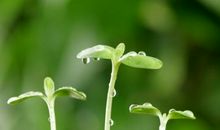 描写大自然的古诗