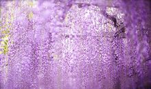 描写紫藤花的优美语句