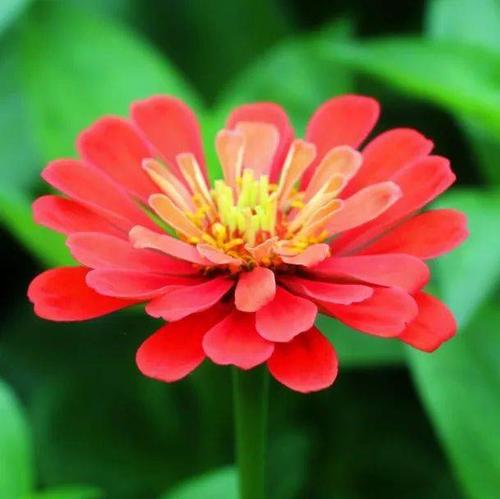 鲜花盛开