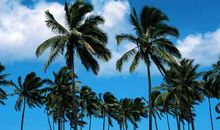 描写棕榈树的句子