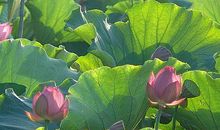 描写夏天花的段落