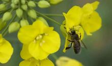 描写蜜蜂勤劳的句子