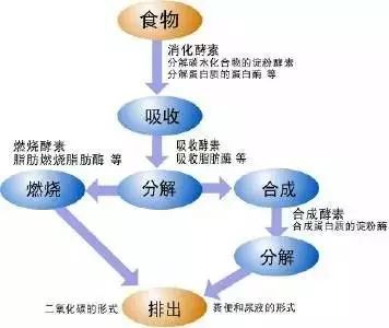 句子中的新陈代谢