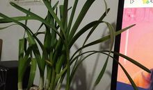 描写水仙花的好句