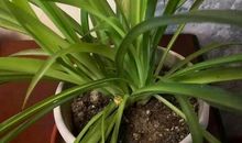 描写吊兰的好段