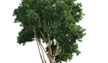 描写树木的句子收集