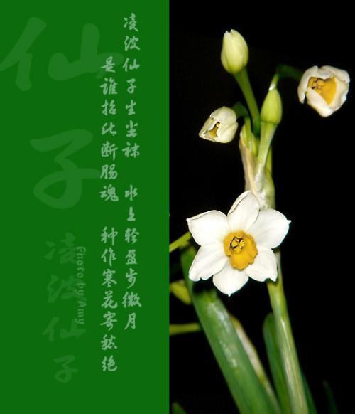 描述黄水仙的句子片段