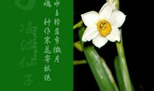描写水仙花的句子片段