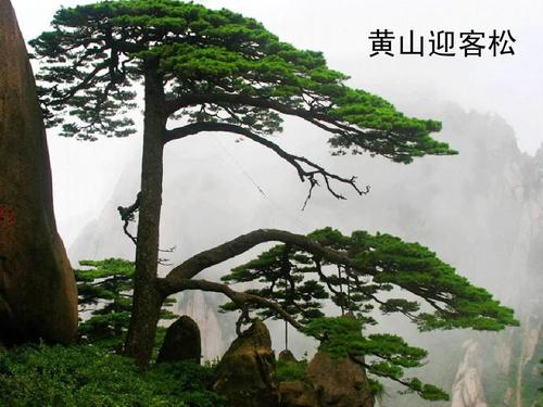 描述青歌