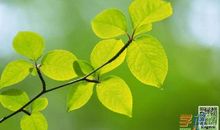 一片树叶的使命作文