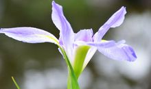 描写水仙花的段落