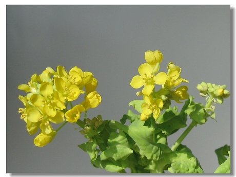 孙丽：花椰菜