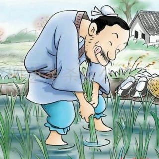 揠苗助成长