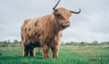 带“牛”歇后语