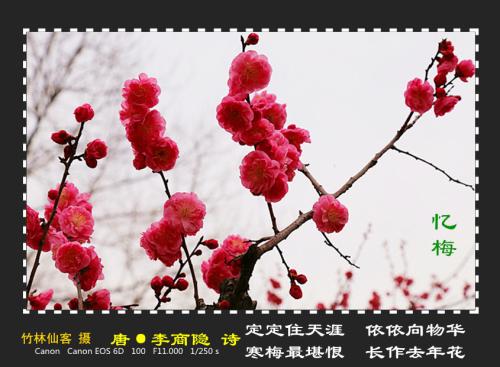 关于梅花的诗