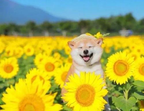 与花有关的快乐句子
