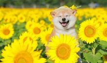 和花有关的开心句子 鲜花让人心情好的句子