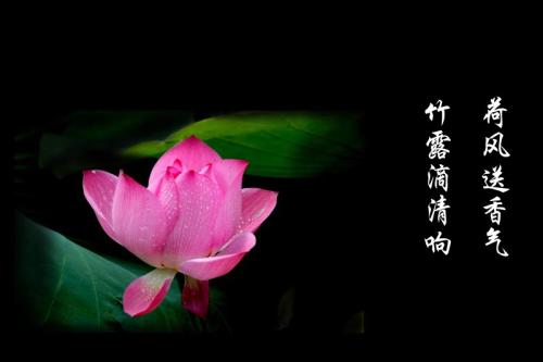 莲花诗