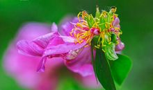 十年一梦，梦如花开