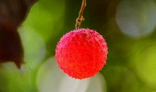 有关荔枝的句子