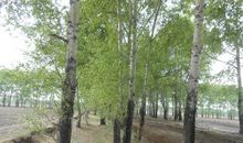 描写杨树的好段