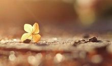 优美而又伤感的句子