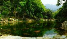 关于描写森林的句子