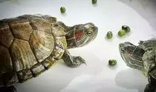 鼻头上抹鸡屎歇后语