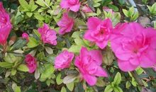 描写杜鹃花的片段