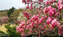 描写白玉兰开放的句子