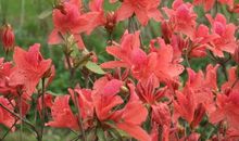 关于映山红的句子