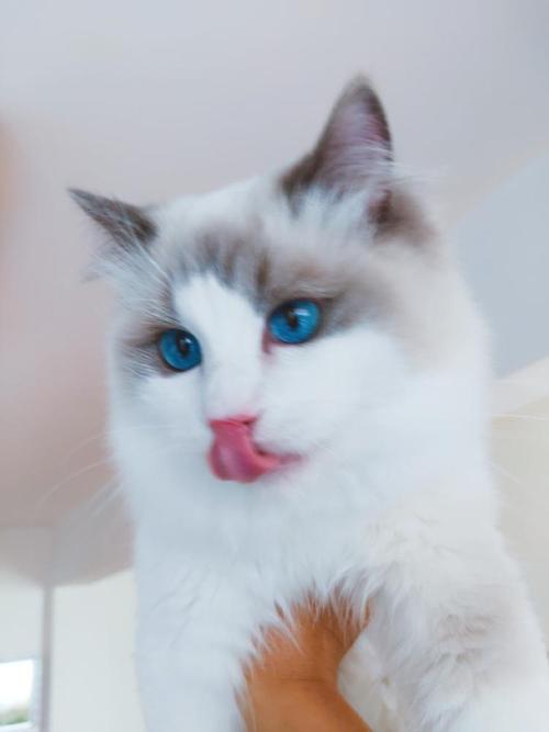 周作人：猫扑