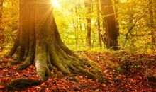 描写秋日阳光的句子