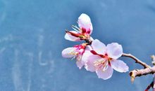 描写杏花的段落