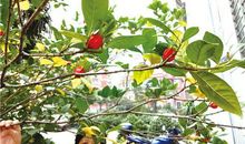 描写栀子花的段落