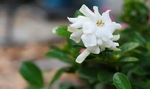 描写栀子花的语句