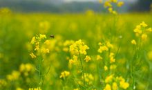 描写油菜花的好句子