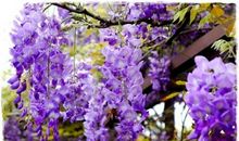 描写紫藤花的句子