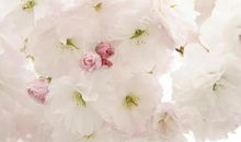 描写樱花唯美的句子