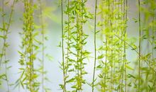 关于柳树的诗句