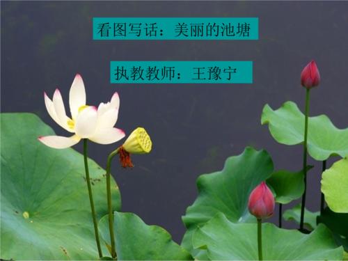 60个单词描述春天的花朵