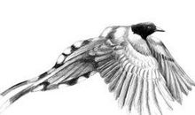 叶灵凤：香港的野鸟